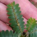 Phyllanthus niruri 葉
