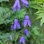 Campanula rapunculoidesBlüte