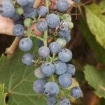 Vitis vulpina 果