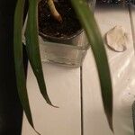 Dracaena reflexa Ліст