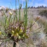 Allium oleraceum Fruit