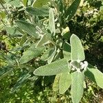 Salvia canariensis Blatt