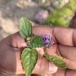 Cullen corylifolium Flower