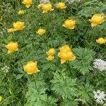 Trollius europaeusFlor