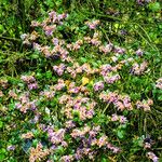 Rhododendron saluenense Листок