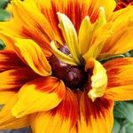 Rudbeckia hirta Flower