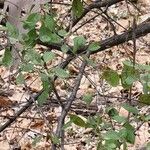 Vaccinium arboreum Leaf