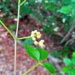 Cissus ambongensis 花