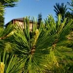 Pinus albicaulis Folha