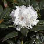 Rhododendron adenogynum Flower