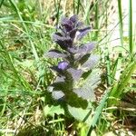 Ajuga pyramidalis 樹皮