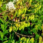 Isatis tinctoria (Fruit)