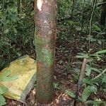 Coelocaryon preussii Corteza