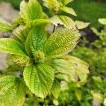 Acalypha aristata Hoja