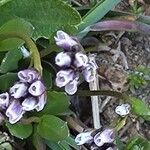 Arabis caerulea Bloem