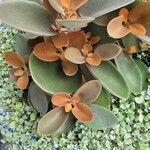 Kalanchoe orgyalis Folha