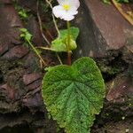 Begonia picta Агульны выгляд