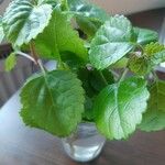 Plectranthus verticillatus List