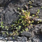 Commelina communis Pokrój