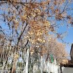 Melia azedarachFruit