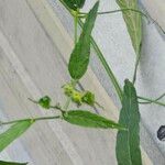 Caperonia palustris पत्ता