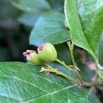 Cotoneaster acutifolius Fruit