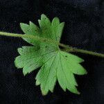 Delphinium cooperi Hoja