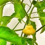 Capsicum chinense Fruit