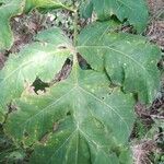 Heracleum lanatum Leaf