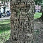 Washingtonia filifera Bark