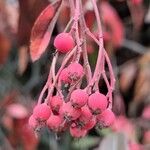 Cotoneaster frigidus Fruto