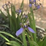 Trimezia coerulea Flower