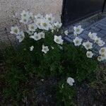 Anemone sylvestris Квітка