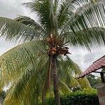 Cocos nucifera 葉