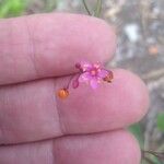 Talinum paniculatum Çiçek