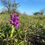 Anacamptis morioFlor