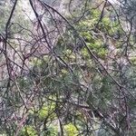 Pinus sylvestris Frunză