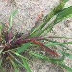 Echinochloa colonum Foglia