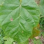 Croton macrostachyus Yaprak