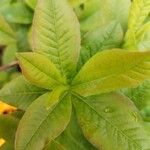 Rhododendron calendulaceum Blad