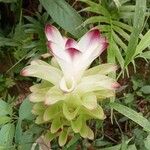 Curcuma longa Flower