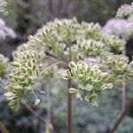 Angelica sylvestris Meyve