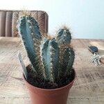 Pilosocereus pachycladus ഇല