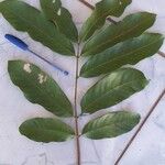 Magonia pubescens Leaf