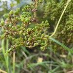 Filipendula ulmaria Плод