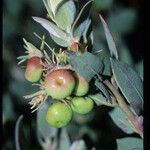 Arctostaphylos obispoensis Fruit