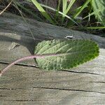 Stachys maritima Leaf