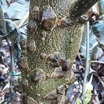 Zanthoxylum bungeanum Bark