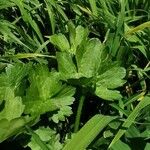 Ranunculus muricatus Leaf