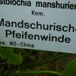Aristolochia manshuriensis Други
